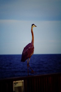 2015 06 13_7914_edited-1